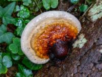 Dunkler Ansatz an Baumpilz in den Farben orangerot mit weißem Rand an Baumstamm